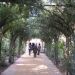 image A_Walk_Through_Lotusland_Montecito_CA_7-24-10(A)_5486_Cycad_Gardens_etc..jpg