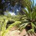 image A_Walk_Through_Lotusland_Montecito_CA_7-24-10(A)_5502_.jpg