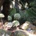 image A_Walk_Through_Lotusland_Montecito_CA_7-24-10(A)_5522_.jpg