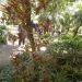 image A_Walk_Through_Lotusland_Montecito_CA_7-24-10(A)_5534_.jpg