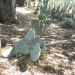 image A_Walk_Through_Lotusland_Montecito_CA_7-24-10(B)_5561_Cacti.jpg