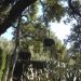 image A_Walk_Through_Lotusland_Montecito_CA_7-24-10(B)_5563_.jpg