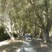 image A_Walk_Through_Lotusland_Montecito_CA_7-24-10(B)_5591_.jpg