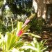 image A_Walk_Through_Lotusland_Montecito_CA_7-24-10(C)_5659_Bromeliads_etc..jpg