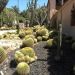 image A_Walk_Through_Lotusland_Montecito_CA_7-24-10(C)_5671_Cacti_and_Succulents.jpg