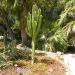 image A_Walk_Through_Lotusland_Montecito_CA_7-24-10(C)_5713_Cacti.jpg