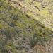 image Anza-Borrego_Wildflowers_585_Cliff_covered_with_yellow_flowers.jpg