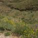 image Anza-Borrego_Wildflowers_588_More_wildflowers_on_top_of_cliff.jpg
