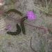 image Anza-Borrego_Wildflowers_598_Desert_caterpillars.jpg