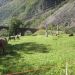 image Bernina_Express_Tirano_to_St._Mortiz_Oct._1_'07_2398_More_of_the_Cows-Note_the_Sculptures_in_the_Field.jpg