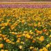 image Carlsbad_Flower_Fields_611_.jpg