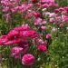 image Carlsbad_Flower_Fields_616_.jpg