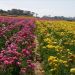 image Carlsbad_Flower_Fields_617_.jpg
