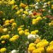 image Carlsbad_Flower_Fields_618_.jpg
