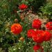 image Carlsbad_Flower_Fields_619_.jpg