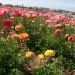 image Carlsbad_Flower_Fields_625_.jpg