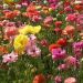 image Carlsbad_Flower_Fields_626_.jpg