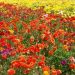 image Carlsbad_Flower_Fields_636_.jpg