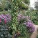 image Giverny_Flower_Gardens_300_.jpg