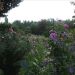 image Giverny_Flower_Gardens_307_.jpg