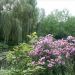 image Giverny_Water_Gardens_331_.jpg