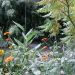 image Giverny_Water_Gardens_344_.jpg
