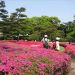 image Imperial_Palace_East_Garden_Tokyo_4-19-2009_3733_The_East_Garden-Spectacular_Azaleas.jpg