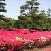 image Imperial_Palace_East_Garden_Tokyo_4-19-2009_3746_The_East_Garden-Back_to_the_Fabulous_Azaleas.jpg