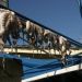 image Island_of_Aegina_Greece_1231_Closer-up_View_of_Octopi_Drying.jpg