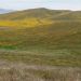 image Lancaster_CA_Poppy_Fields_566_Hill_covered_with_yellow_flowers.jpg