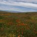 image Lancaster_CA_Poppy_Fields_572_Field_of_wildflowers.jpg