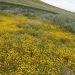 image Lancaster_CA_Poppy_Fields_579_Yellow_wildflowers.jpg