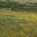image Lancaster_CA_Poppy_Fields_580_More_wildflowers.jpg