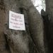 image St._Lawrence_Gap_Barbados_1466_Beware_of_the_Poisonous_Manchineel_Tree.jpg