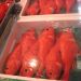 image Tokyo_Central_Wholesale_Fish_Market_4-24-09_4439_.jpg