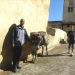 image Fes_el-Bali_Medina_Fez_Morocco-1_10-'10_Another_donkey_photo-op_5934.jpg