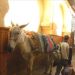 image Fes_el-Bali_Medina_Fez_Morocco-1_10-'10_Donkey_waiting_for_its_master_5953.jpg