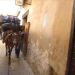 image Fes_el-Bali_Medina_Fez_Morocco-1_10-'10_Laden_donkey-we_are_hugging_the_wall_5952.jpg