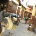 image Fes_el-Bali_Medina_Fez_Morocco-1_10-'10_Laden_donkey_coming_through_5941.jpg