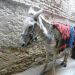 image Fes_el-Bali_Medina_Fez_Morocco-2_10-'10__6024_Donkey_awaiting_its_owner.jpg