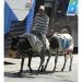 image Fes_el-Bali_Medina_Fez_Morocco-2_10-'10__6040_Man_with_two_donkeys.jpg